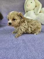 Water, a male Maltipoo for sale in Raleigh, NC – Photo 2 of 7