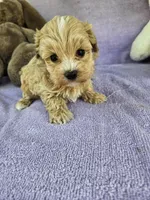 Water, a male Maltipoo for sale in Raleigh, NC – Photo 5 of 7