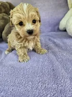 Water, a male Maltipoo for sale in Raleigh, NC – Photo 3 of 7