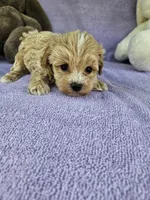Water, a male Maltipoo for sale in Raleigh, NC – Photo 6 of 7