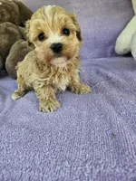 Water, a male Maltipoo for sale in Raleigh, NC – Photo 4 of 7