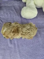 Water, a male Maltipoo for sale in Raleigh, NC – Photo 7 of 7