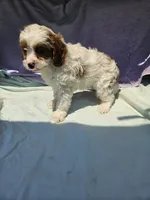 James , a male Cavapoo for sale in Raleigh, NC – 2 of 6