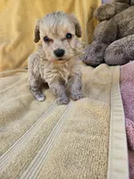 Michael , a male Maltipoo for sale in Raleigh, NC – 4 of 7