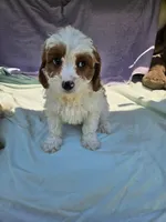 James , a male Cavapoo for sale in Raleigh, NC – 3 of 6