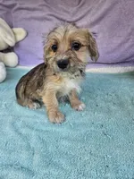 Timothy , a male Morkie for sale in Raleigh, NC – 2 of 6