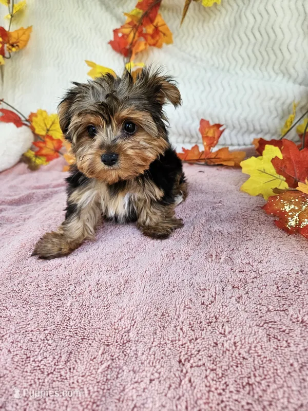 Benny baby – Yorkshire Terrier puppy for sale in Raleigh, NC