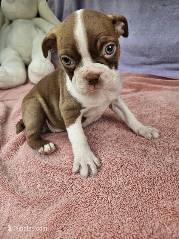 Pear – Boston Terrier puppy on hold in Raleigh, NC