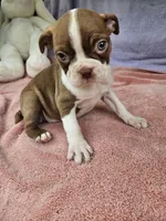 Pear, a female Boston Terrier for sale in Raleigh, NC – 1 of 5