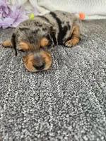 High ball, a male Miniature Dachshund for sale in Raleigh, NC – Photo 5 of 6