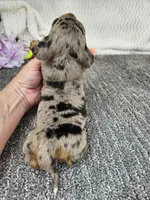 High ball, a male Miniature Dachshund for sale in Raleigh, NC – Photo 4 of 6