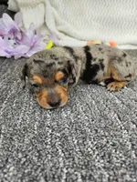 High ball, a male Miniature Dachshund for sale in Raleigh, NC – Photo 2 of 6