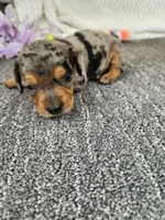 High ball, a male Miniature Dachshund for sale in Raleigh, NC – Photo 3 of 6