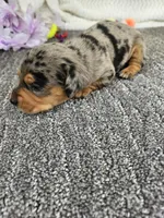 High ball, a male Miniature Dachshund for sale in Raleigh, NC – Photo 6 of 6