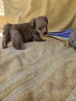 Thumper , a male Maltipoo for sale in Raleigh, NC – 4 of 8
