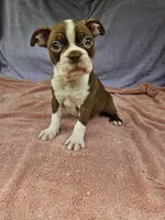 Banana , a male Boston Terrier for sale in Raleigh, NC – 6 of 6