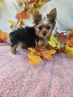 Sofia, a female Yorkshire Terrier for sale in Raleigh, NC – 5 of 7