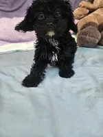 Daffodil, a female Cavapoo for sale in Raleigh, NC – 4 of 6