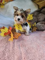 Tri, a male Yorkshire Terrier for sale in Raleigh, NC – 2 of 6