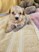 Stone, a male Maltipoo for sale in Raleigh, NC – 2 of 8