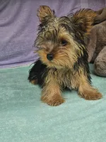 Timmy, a male Yorkshire Terrier for sale in Raleigh, NC – 5 of 5