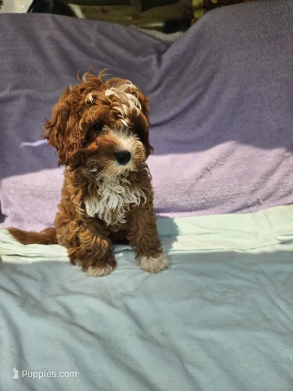 Carnation – Cavapoo puppy for sale in Raleigh, NC