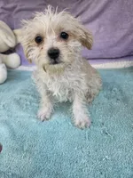 Pam, a female Morkie for sale in Raleigh, NC – 4 of 5