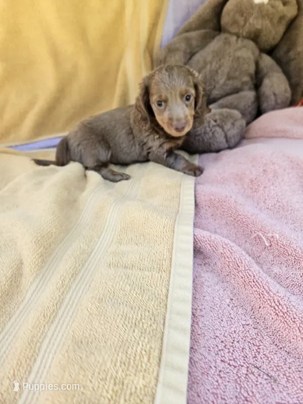 Pearl – Miniature Dachshund puppy for sale in Raleigh, NC