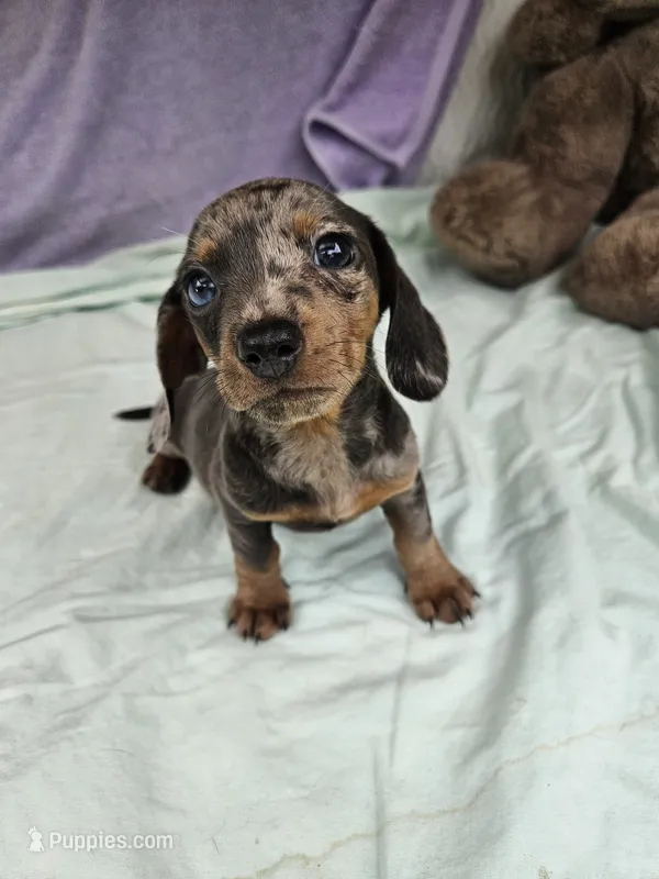 Dime – Miniature Dachshund puppy for sale in Raleigh, NC