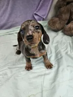 Dime, a female Miniature Dachshund for sale in Raleigh, NC – 1 of 6