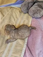 Thumper , a male Maltipoo for sale in Raleigh, NC – 2 of 8