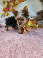 Sofia, a female Yorkshire Terrier for sale in Raleigh, NC – 2 of 7
