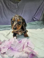 Nickel , a male Miniature Dachshund for sale in Raleigh, NC – 6 of 7