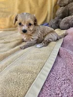 Stone, a male Maltipoo for sale in Raleigh, NC – 1 of 8