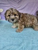 Terry, a male Morkie for sale in Raleigh, NC – 5 of 5