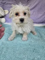 Benny, a male Morkie for sale in Raleigh, NC – 4 of 5