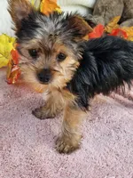 Circle, a male Yorkshire Terrier for sale in Raleigh, NC – 6 of 8