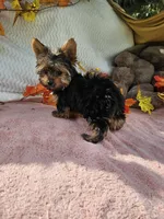 Sugar, a female Yorkshire Terrier for sale in Raleigh, NC – 4 of 6