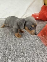 Sip, a male Miniature Dachshund for sale in Raleigh, NC – Photo 1 of 5