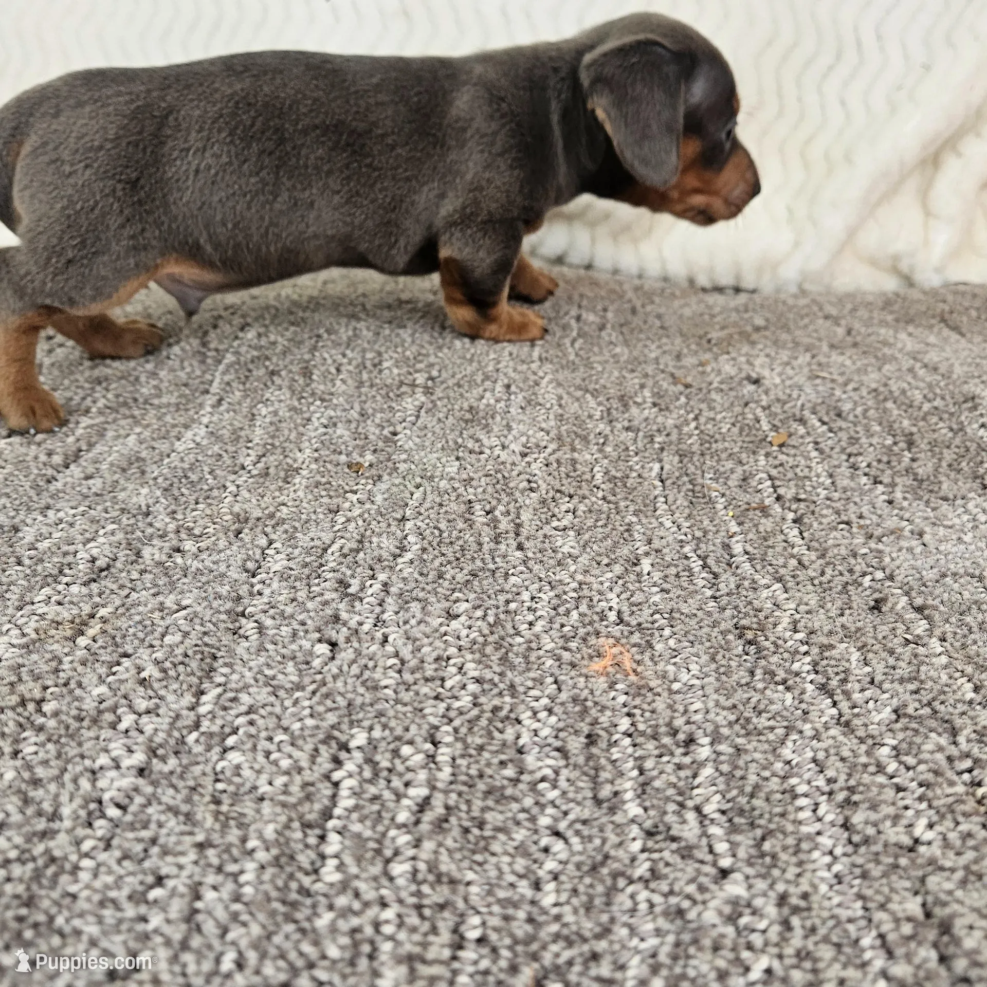Sip, a male Miniature Dachshund for sale in Raleigh, NC – Photo 2 of 5