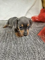 Sip, a male Miniature Dachshund for sale in Raleigh, NC – Photo 3 of 5