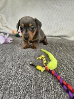 Sip, a male Miniature Dachshund for sale in Raleigh, NC – Photo 4 of 5