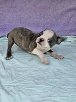 Liner, a female Boston Terrier for sale in Raleigh, NC – Photo 4 of 6