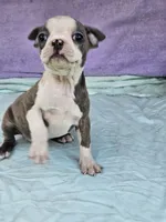 Liner, a female Boston Terrier for sale in Raleigh, NC – Photo 6 of 6