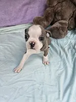 Liner, a female Boston Terrier for sale in Raleigh, NC – Photo 3 of 6