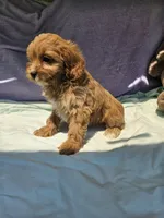Delight , a female Cavapoo for sale in Raleigh, NC – 5 of 5