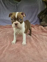 Orange , a female Boston Terrier for sale in Raleigh, NC – 5 of 5