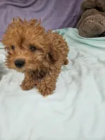 Pip, a male Poodle - Toy  for sale in Raleigh, NC – 7 of 8
