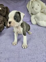 Biscuit , a male Boston Terrier for sale in Raleigh, NC – Photo 8 of 8