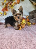 Sofia, a female Yorkshire Terrier for sale in Raleigh, NC – 6 of 7
